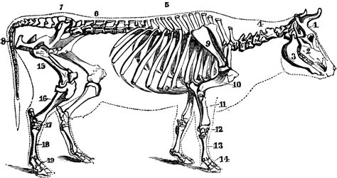 Cow Skeleton | ClipArt ETC