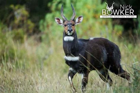 Bushbuck Hunting in South Africa (Includes Video)