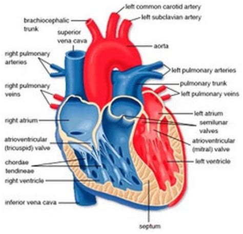 Diagram Of The Heart Labeled | Heart diagram, Human heart diagram, Human heart anatomy