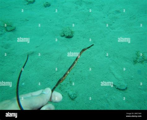 Coral Reef Ecosystem Stock Photo - Alamy