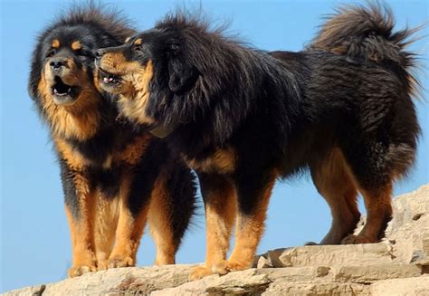 Tibetan Mastiff - All Big Dog Breeds