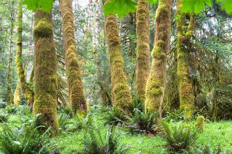 Earth has many temperate rain forests, which are distinguished by cooler temperatures and dense ...