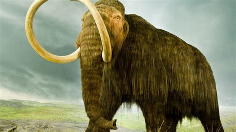 Extinct Animals In The Last 100000000 Years