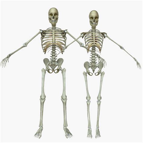 Male Vs Female Skeletal Anatomy | Images and Photos finder