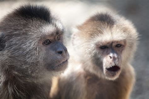 Two Monkeys Free Stock Photo - Public Domain Pictures