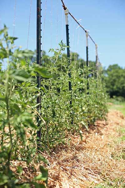 53 Tomato Trellis Designs (Completely Free) | Epic Gardening