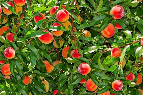 11 Dwarf Fruit Trees You Can Grow in Small Yards