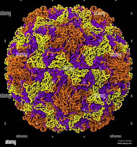 Human rhinovirus structure. Three dimensional computer generated model based upon the ...