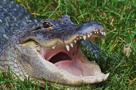 The Creature Feature: 10 Fun Facts About the American Alligator | WIRED