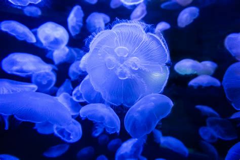 Free stock photo of aquarium, jellyfish, ocean