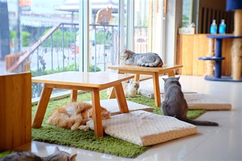 Seattle Launches its First Cat Cafe Pension Pour Chat, Small Space Living, Living Spaces ...