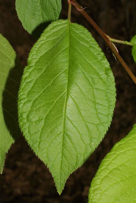 American Wild Plum (Prunus americana) - Great Plains Nursery