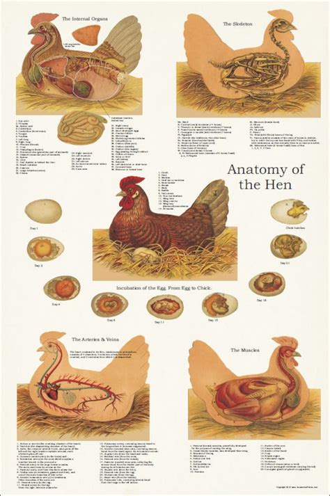 Chicken Hen Muscle Skeletal Anatomy Poster 20 X 30 - Etsy