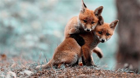 Two baby fox playing in the woods Wallpaper Download 5120x2880