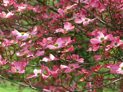 Dogwood Pink Flowering Tree | Flowers| Free Nature Pictures by ForestWander Nature Photography