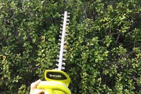 How To Prune Pittosporum Hedges - Urban Garden Gal