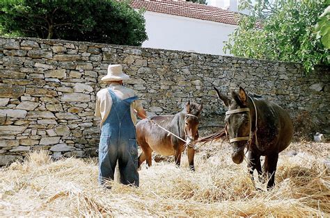 Greek Farmer Photograph by Melinda Seyler - Pixels