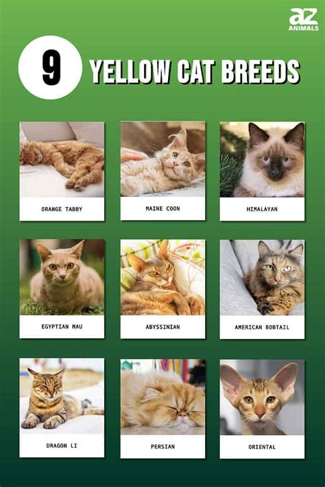 9 Yellow Cat Breeds and Yellow Cat Names - A-Z Animals