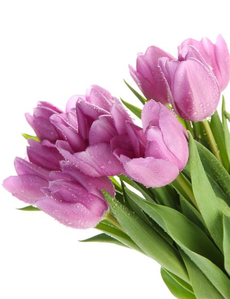 Premium Photo | Beautiful bouquet of purple tulips, isolated on white