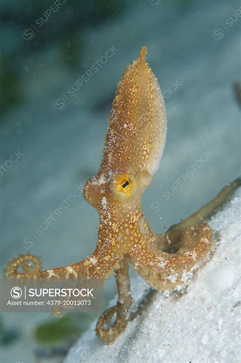 Ocellated octopus, Octopus mototi, Mabul, Sabah, Malaysia, Borneo. - SuperStock