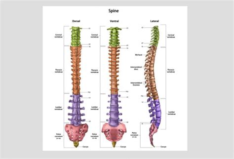 The Spine: Anatomy and Function