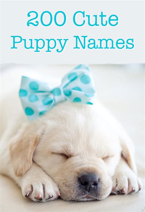 Cute Puppy Names - Over 200 Adorable Ideas For Naming Your Dog