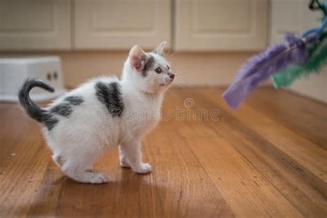 Cute Kitten Playing with Feathered Toy Stock Photo - Image of tail, kitten: 120301668