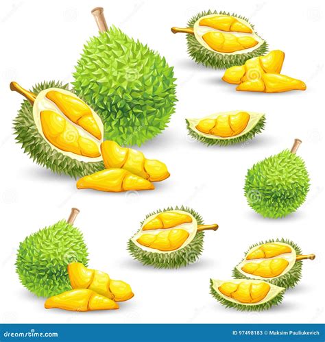 Durian Fruit Sketch Vector Illustration | CartoonDealer.com #180969717