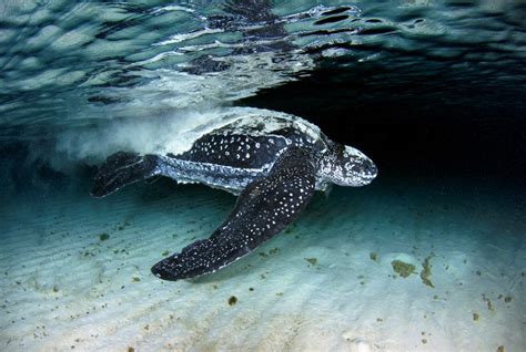 BIO227Fall2015.01: The Leatherback Sea Turtle