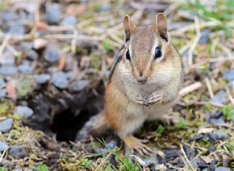 Do Chipmunks Hibernate In The Winter?