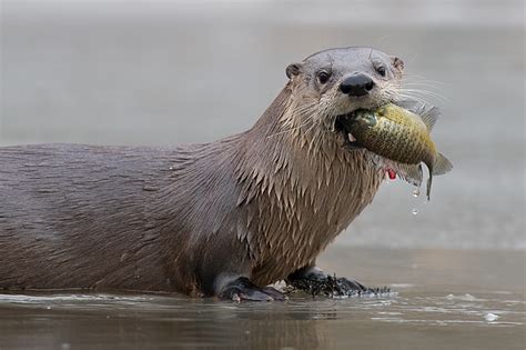 The River Otter | Interesting Sea Animal | The Wildlife