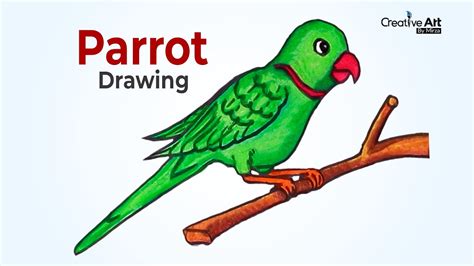 How to draw a Parrot step by step easy for beginners | Parrot drawing color - YouTube