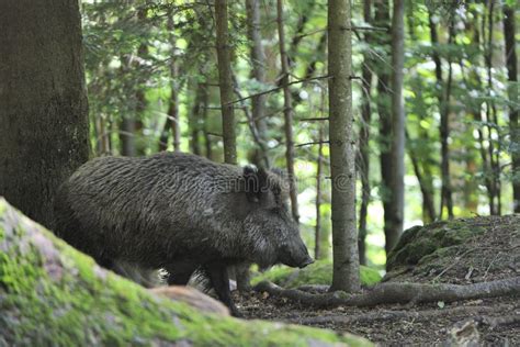 Wild boar with tusks stock image. Image of opening, hungary - 18886235