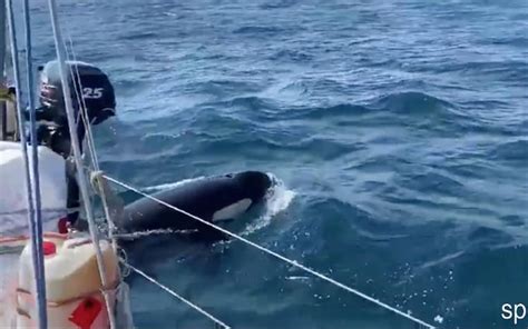 Orcas attacking yachts off Spanish coast could be doing so 'in revenge'