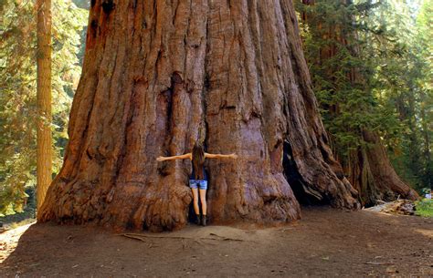 Best of The Redwoods: 10 Tip-Top Things to See Around California's Big Trees