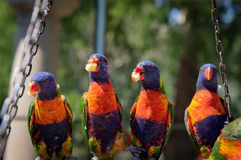 The Ultimate List of Australian, African List of Parrot Breeds & Pets ...