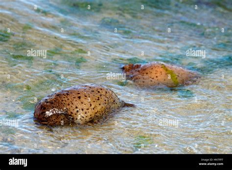 Aplysia californica hi-res stock photography and images - Alamy