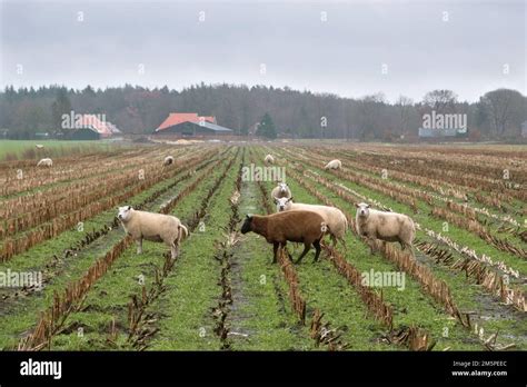 Mixed Crop And Livestock Farming