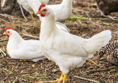 Types Of Leghorn Chickens – A Flighty But Phenomenal Breed