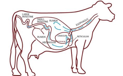 Solved Review the Ruminant Digestive Diagram shown. It | Chegg.com