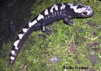 Caudata Culture Species Entry - Ambystoma opacum