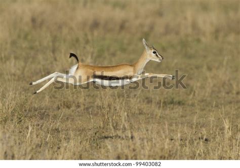 Female Thompsons Gazelle Running Eudorcas Thomsonii Stock Photo (Edit Now) 99403082