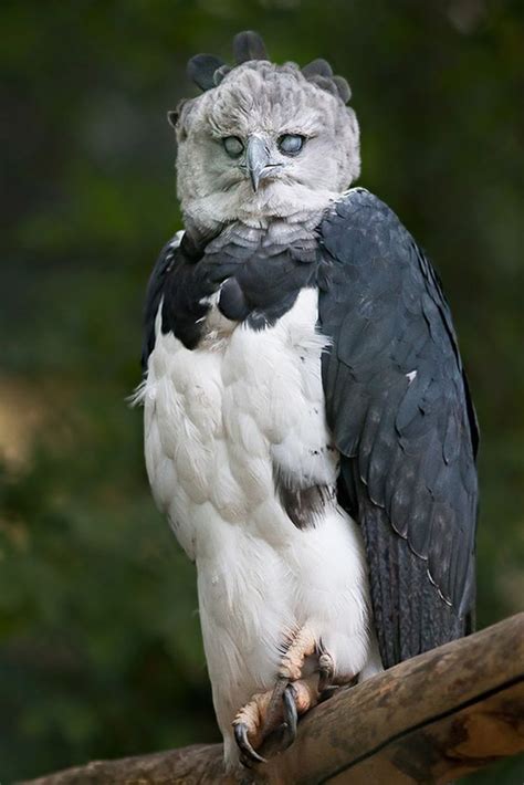 Meet The Harpy Eagle, Named After A Monster In Greek Mythology