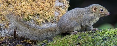 Northern Tree Shrew Photos - Shanghai Birding 上海观鸟