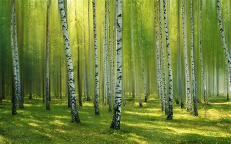 Download Grass Sunlight Forest Nature Birch HD Wallpaper