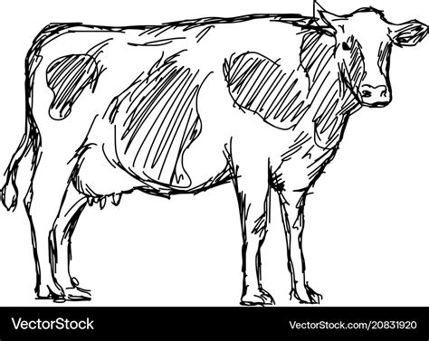 Cow Sketch Pictures - All About Cow Photos