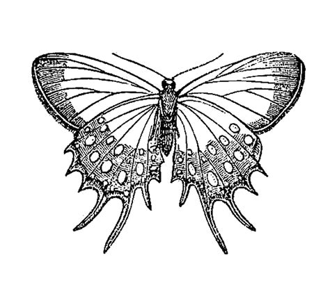 Antique Images: Vintage Insect Clip Art: Butterfly Graphic Design from Natural History Book