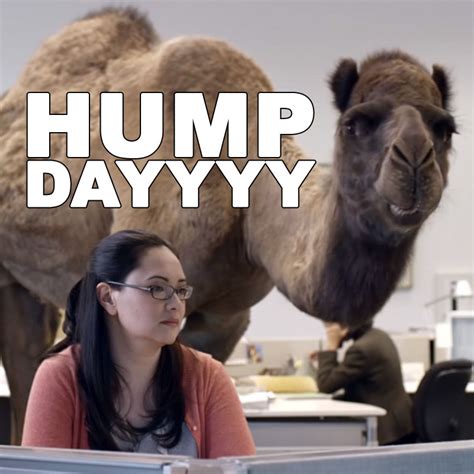 Hump Day Camel Pictures, Photos, and Images for Facebook, Tumblr, Pinterest, and Twitter