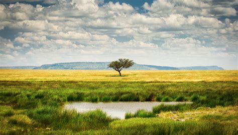 Grassland Ecosystem