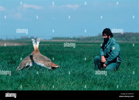 Great Bustard Stock Photo: 8157746 - Alamy